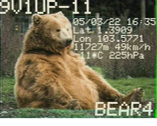 bear-4